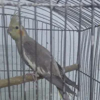 مرغ عشق دورگ انگلیسی و عروس