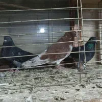 کبوتر تهرانی