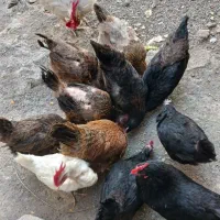 مرغ تخمگذار