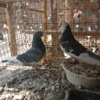 کبوتر پرشی وقریبگیری