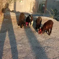 همه باهم ۶۳تومن حراج