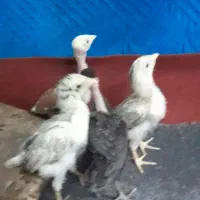 جوجه دورگ