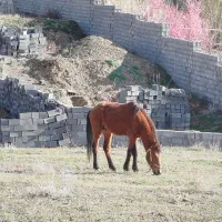 اسب|اسب و تجهیزات اسبسواری|شاندیز, |دیوار
