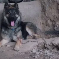 سگ ژرمن شولاین بلک ماده جوان