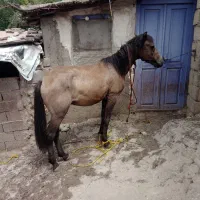 اسب نر