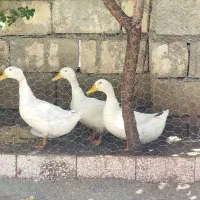 3عدداوردک‌سفید