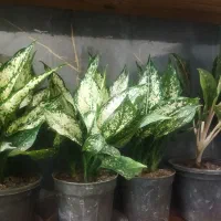 خانه ی سبز