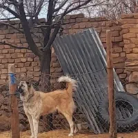 سگ ماده