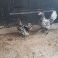 یک جفت نیمچه سبرایت
