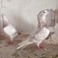 یک جفت دم سفید کلایی