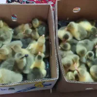 جوجه غاز و بوقلمون برنز