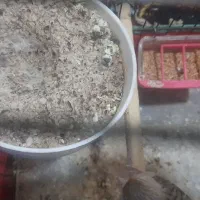 قناری راسته جفت