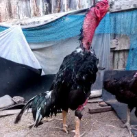 خروس لاری یه تیغ مشکی