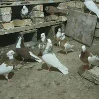 ۲۵ کفتر