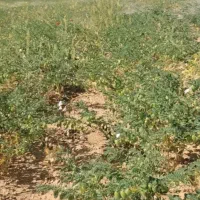 دسکنه نخود