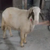 یک راس قوچ سنجابی اصل