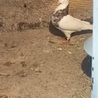 یک جفت طوقی