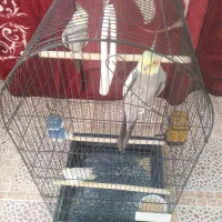 عروس هلندی