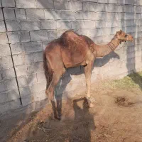 شترفروشی