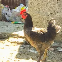 دو عدد خروس گلین پا پری رنگ خاص