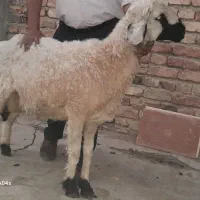 بره نر وطنی هیکلی