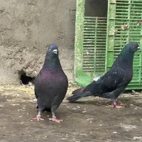 کبوتر دمیری پرشی