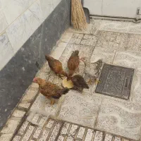 مرغ خروس
