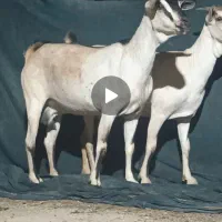 یک عدد بز صومال