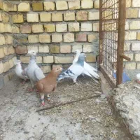 ۵عددحیوان پرشی ورزیده .