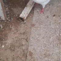 میناب|پرنده|میناب, |دیوار