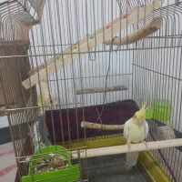 عروس هلندی با ۲ جوجه