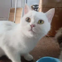 واگذاری