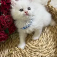 بچه گربه سفید برفی بریتیش لانگهیر اصل موکرکی