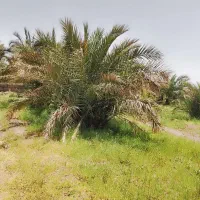 خونه باغ|فروش زمین و ملک کلنگی|نرماشیر, |دیوار