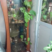 بوفه