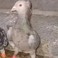 کفتر سار کاکلی دوتا ماده
