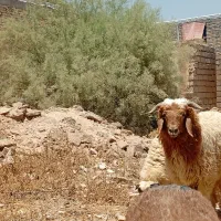 اهواز