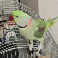 شاه طوطی
