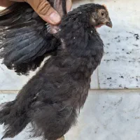 جوجه گلپایگانی
