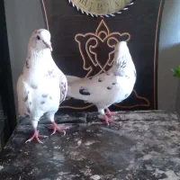 یک جفت کبوتر پلنگ درجه 1