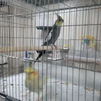 عروس هلندی مولد
