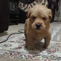 میکس پودل گلدن رز