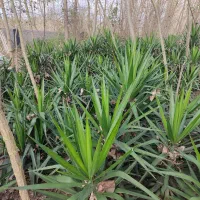 فروش گل یوکا