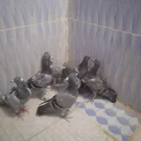 7عدد جوجه کبوتر پلاکی
