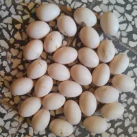 تخم اردک تازه