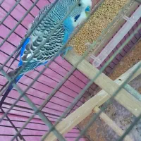 مرغ عشق