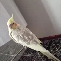عروس هلندی