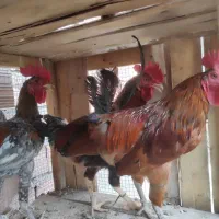 سه عدد خروس جوان با قفس پرنده 8ملیون