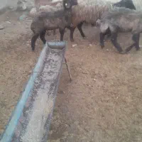 بره ماده هترو