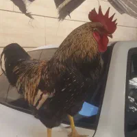 مرغ و خروس